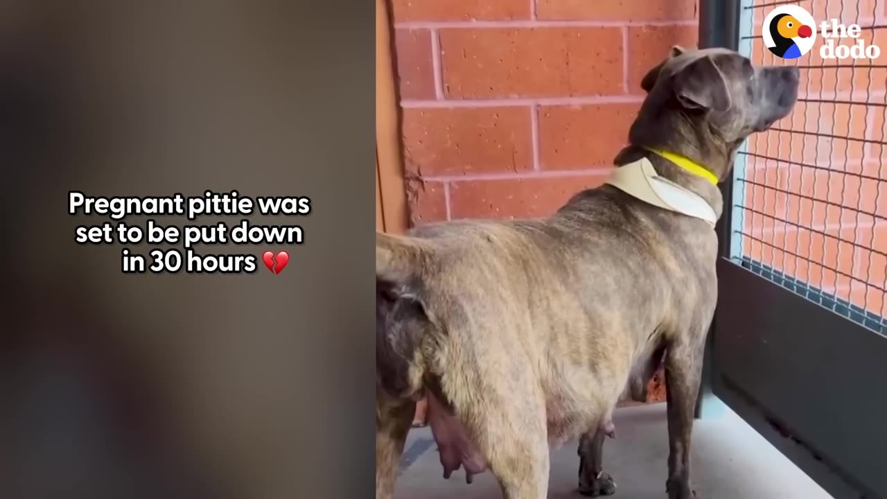 A pregnant brindle pit bull stands near a brick wall and looks out through a wire gate, with text on screen reading 'Pregnant pittie was set to be put down in 30 hours'.