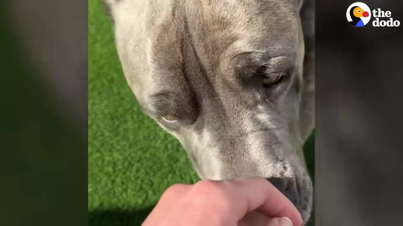A close-up shot of a grey dog looking down with a worried expression as a hand reaches out to gently touch its snout.
