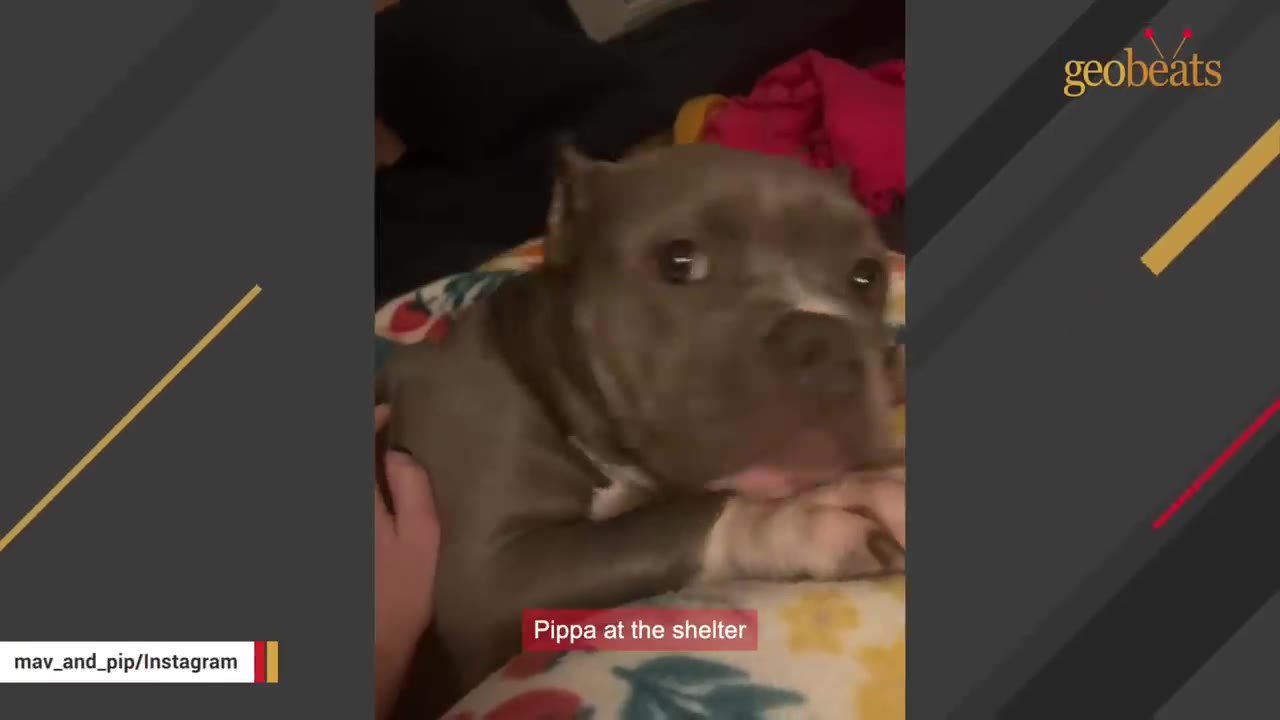 A close-up of a gray pit bull-type dog named Pippa looking up with wide, timid eyes, with a caption reading 'Pippa at the shelter'.