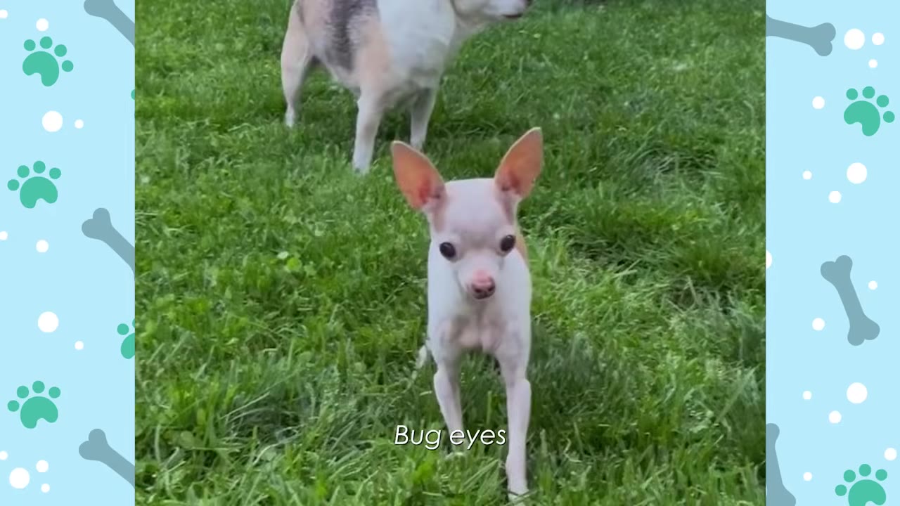 A tiny, white Chihuahua-like dog with large ears and prominent dark eyes stands on green grass, looking directly at the camera.