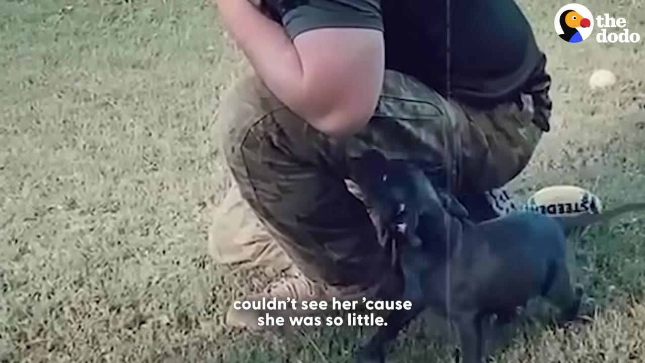 A tiny black puppy stands on the grass next to a kneeling person wearing camouflage pants.