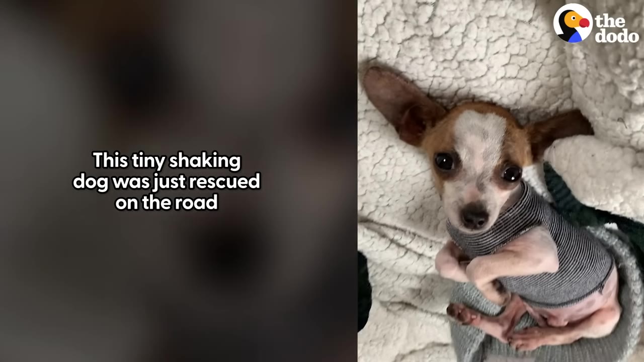 A tiny brown and white chihuahua-mix puppy wearing a grey striped sweater lies on a fluffy white blanket, looking up with large, dark eyes.