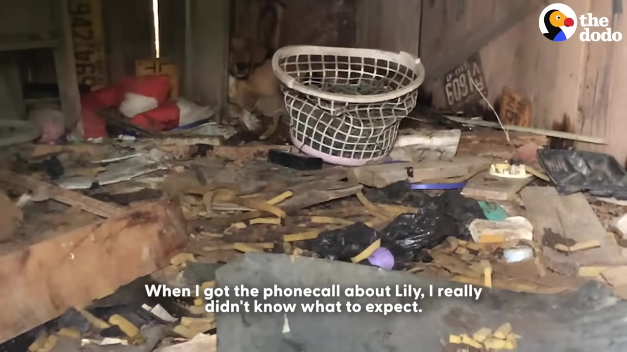A cluttered, messy shed filled with debris, wood scraps, and a white plastic laundry basket, with a dog visible in the dark background.