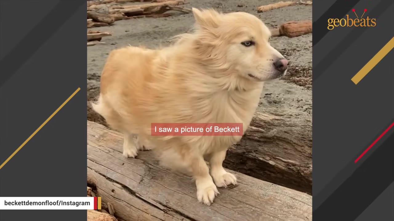 A fluffy, light-colored dog with short legs stands on a log on a beach, with a caption overlay that reads 'I saw a picture of Beckett'.