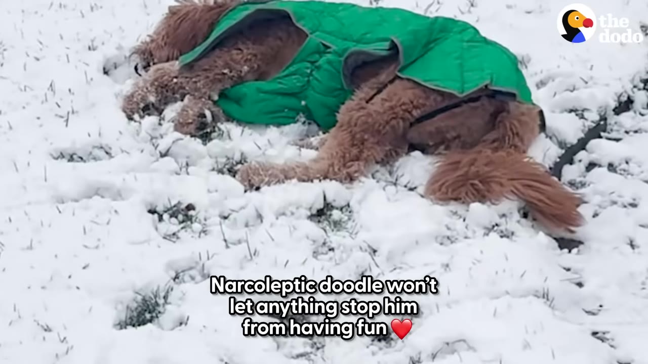 A fluffy brown doodle wearing a green winter coat lies asleep on its side in a snowy field.