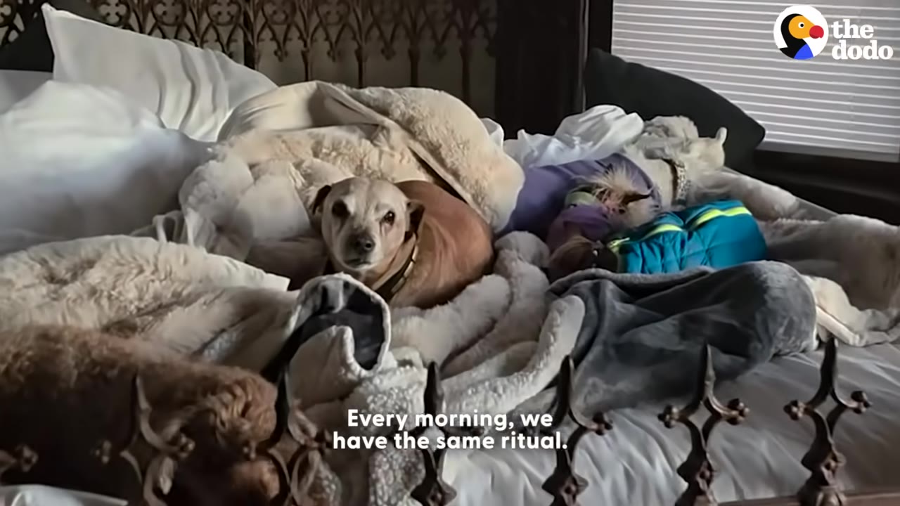 Several dogs of different breeds are nestled among blankets and pillows on a large bed.