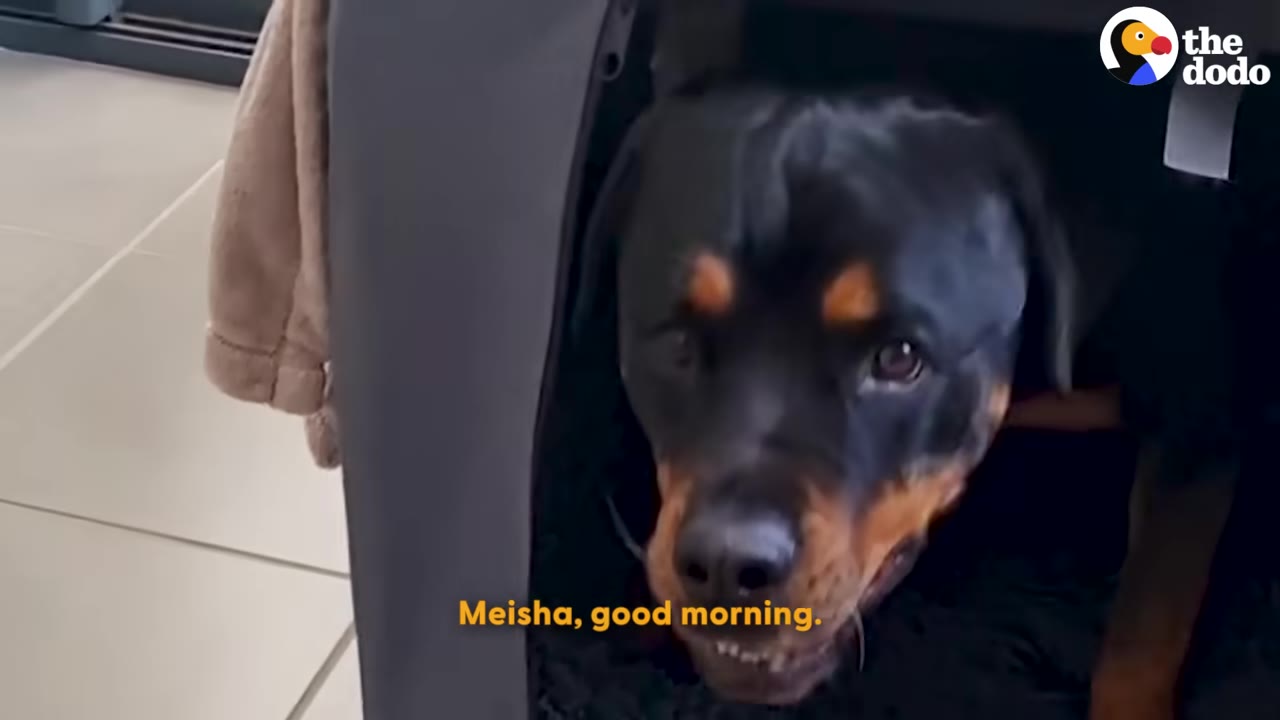 A close-up of a Rottweiler dog named Meisha looking out from her dark dog crate with a curious expression.