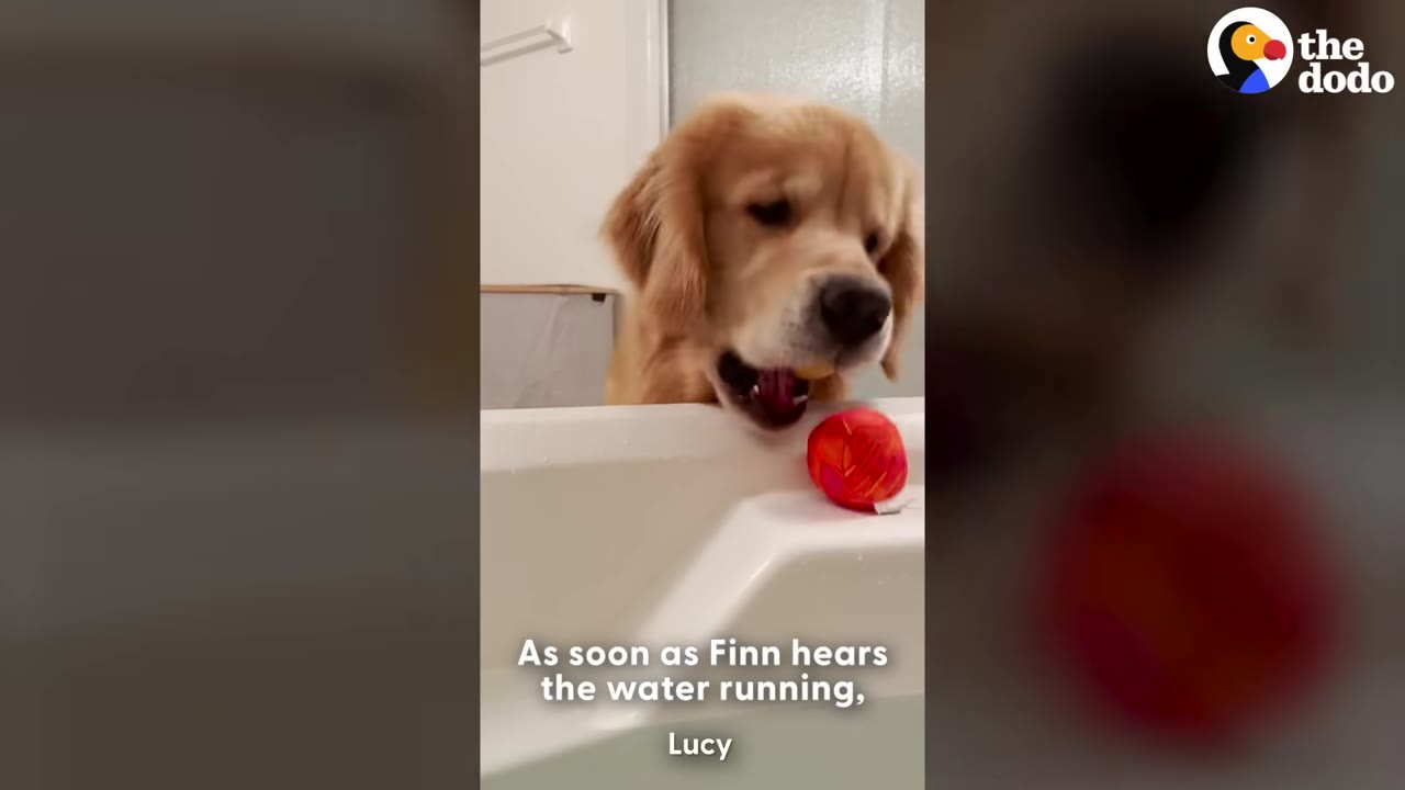A golden retriever looks over the edge of a white bathtub at a red ball resting on the ledge.