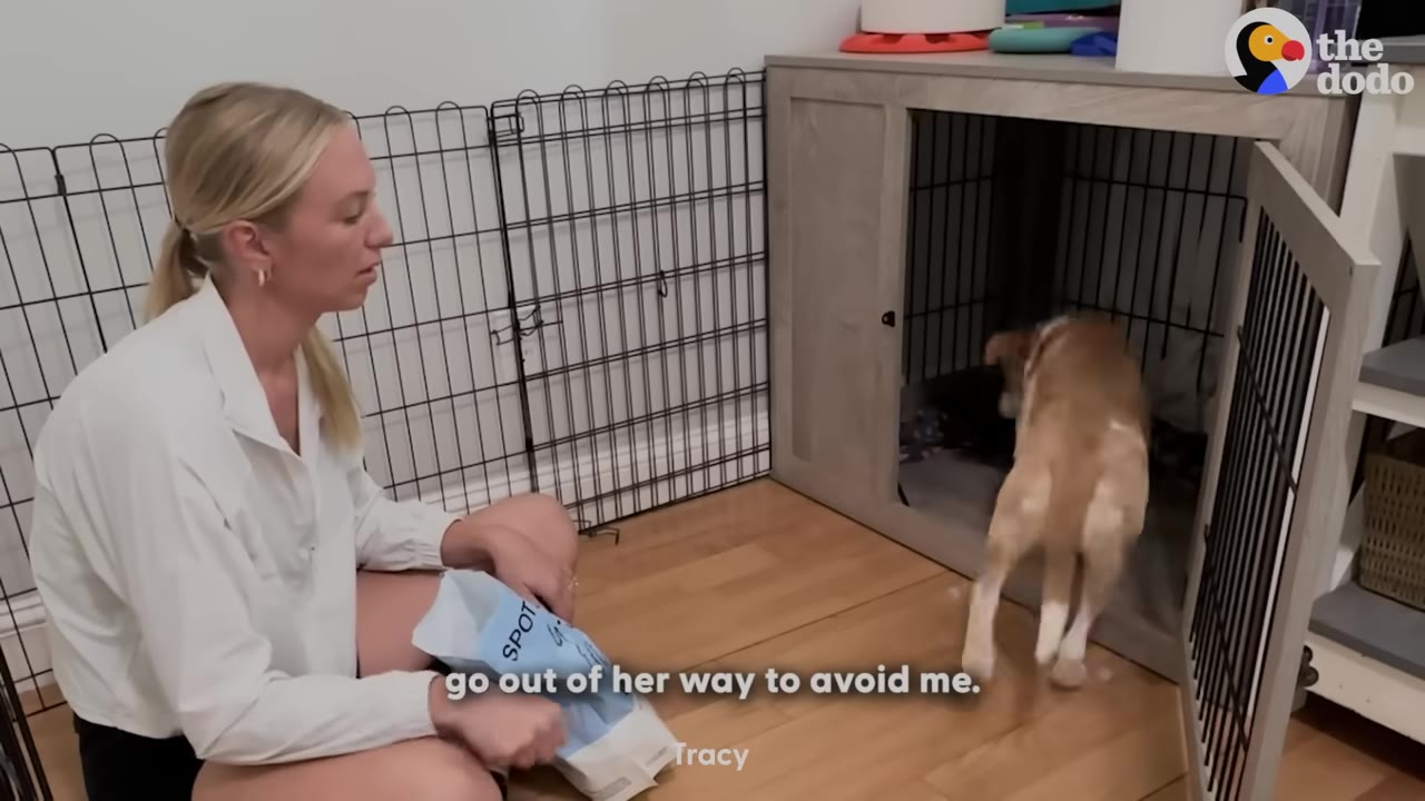 A woman sits on the floor holding a bag of treats while a tan and white dog runs away from her into a wooden crate.