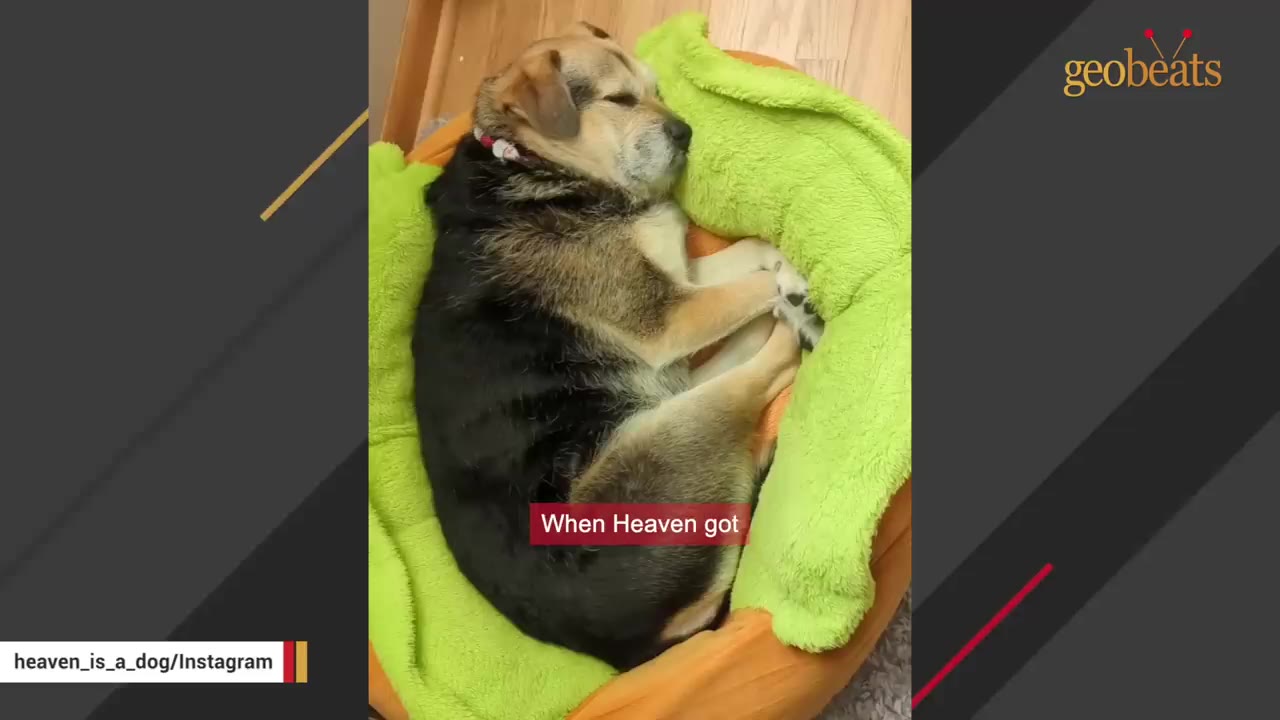A medium-sized brown and black dog curled up tightly in a dog bed with a bright green blanket.