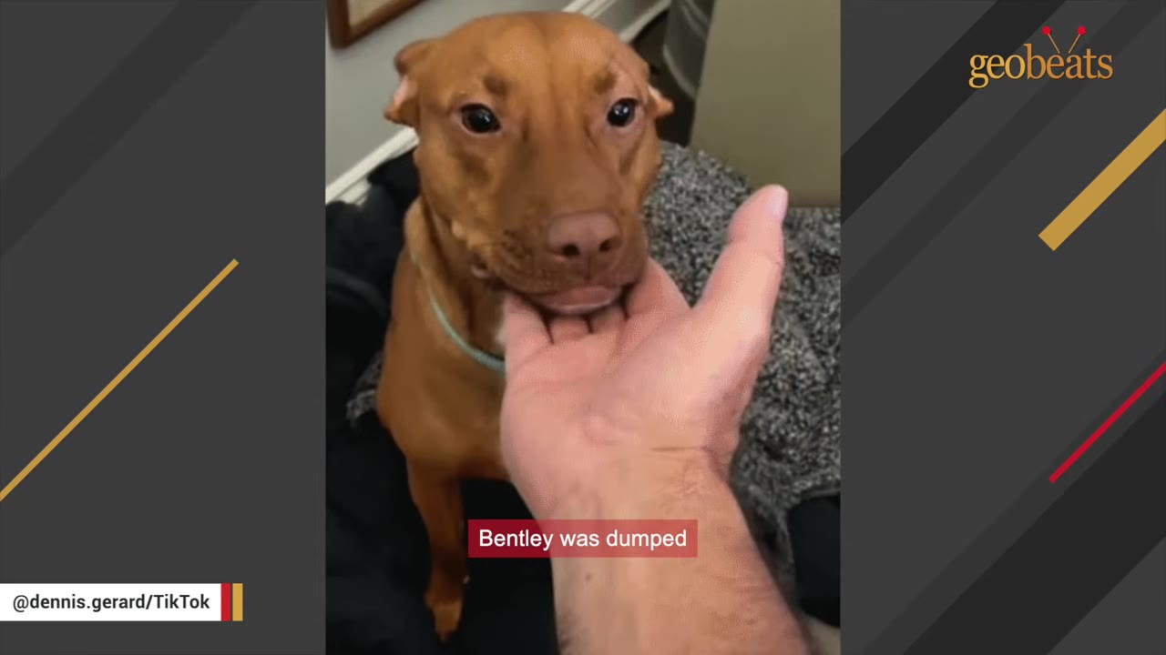 A brown dog looking directly at the camera while a person's hand gently cradles its chin, with a caption overlay that reads 'Bentley was dumped'.