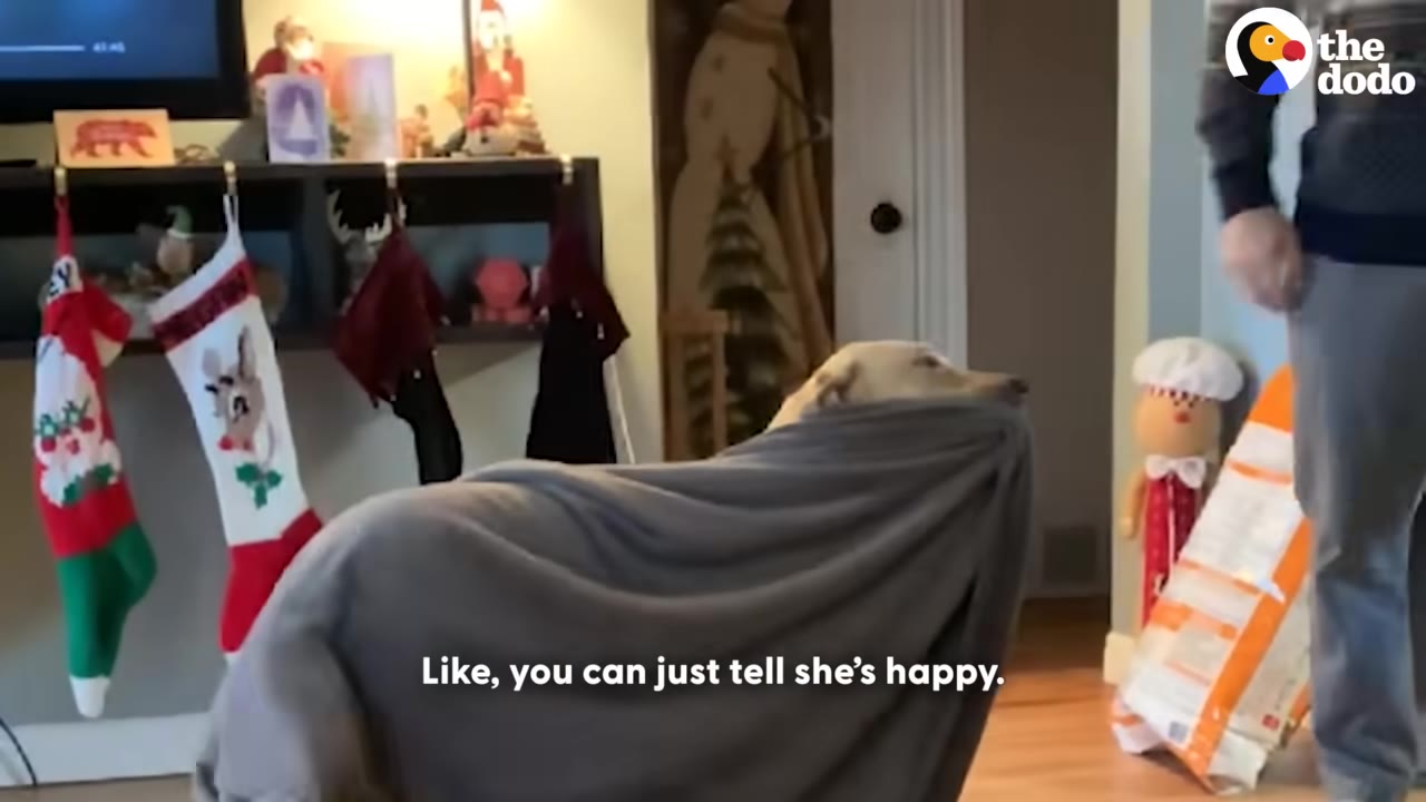 A light-colored dog stands in a living room draped in a large grey blanket that covers its body and is held in its mouth.