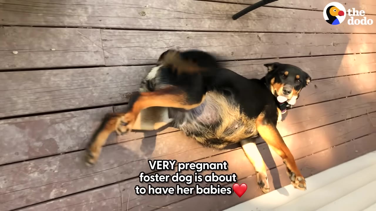 A pregnant black and tan dog lies on her back on a wooden deck, showing her large, round belly.