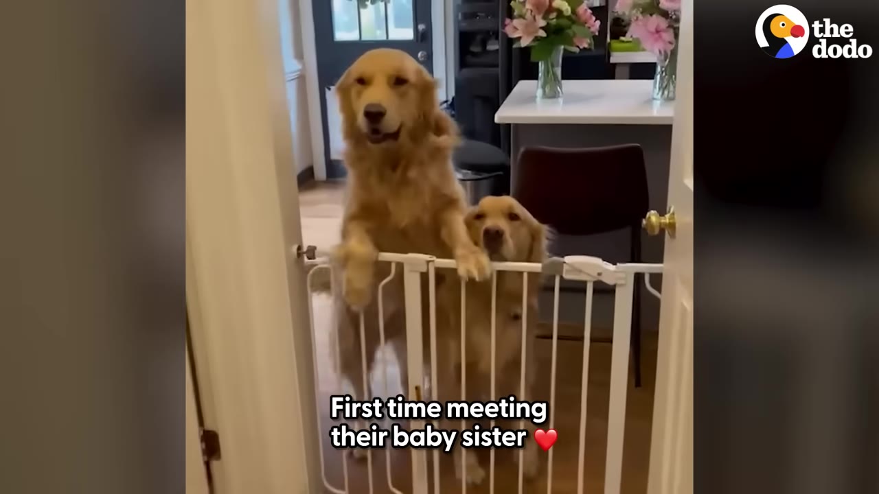 Two golden retrievers stand on their hind legs behind a white pet gate, looking forward with anticipation.