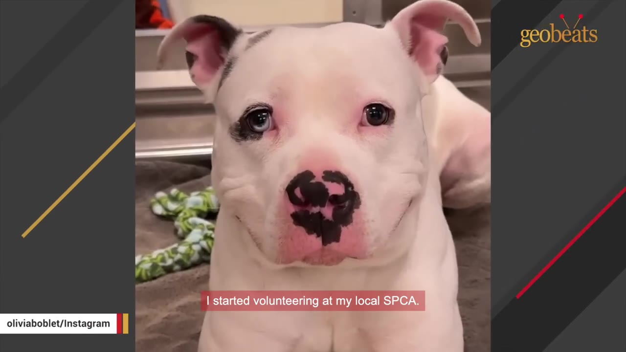A close-up of a white dog with a black-spotted nose and one blue eye, looking directly at the camera with a subtitle that reads 'I started volunteering at my local SPCA.'