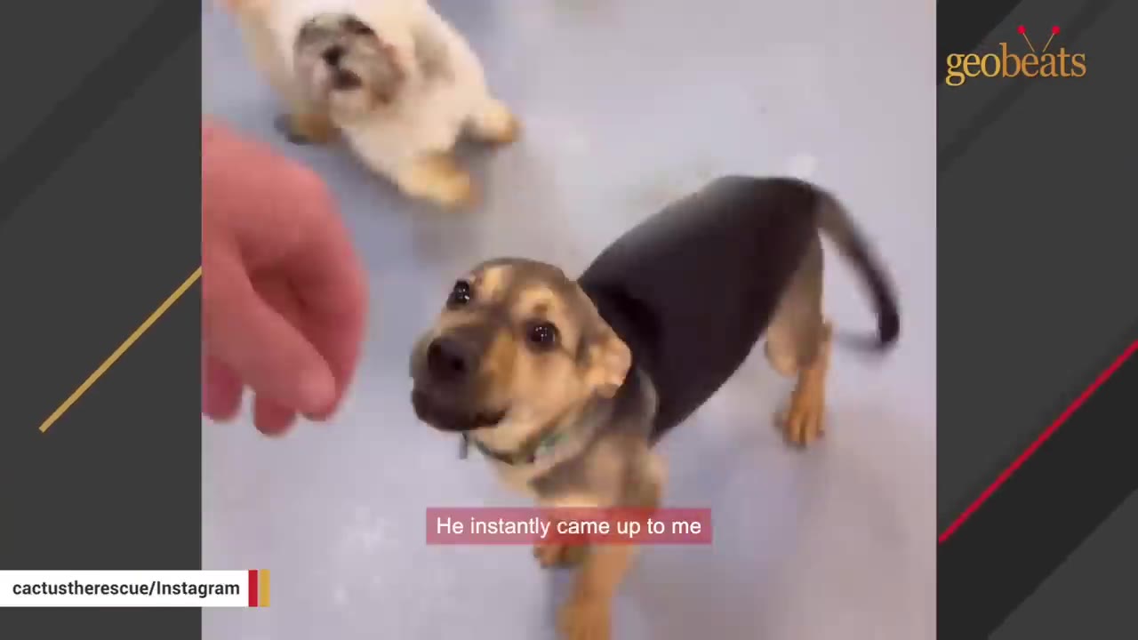 A small brown and black puppy looks up with wide eyes at a person's hand reaching down to greet it.