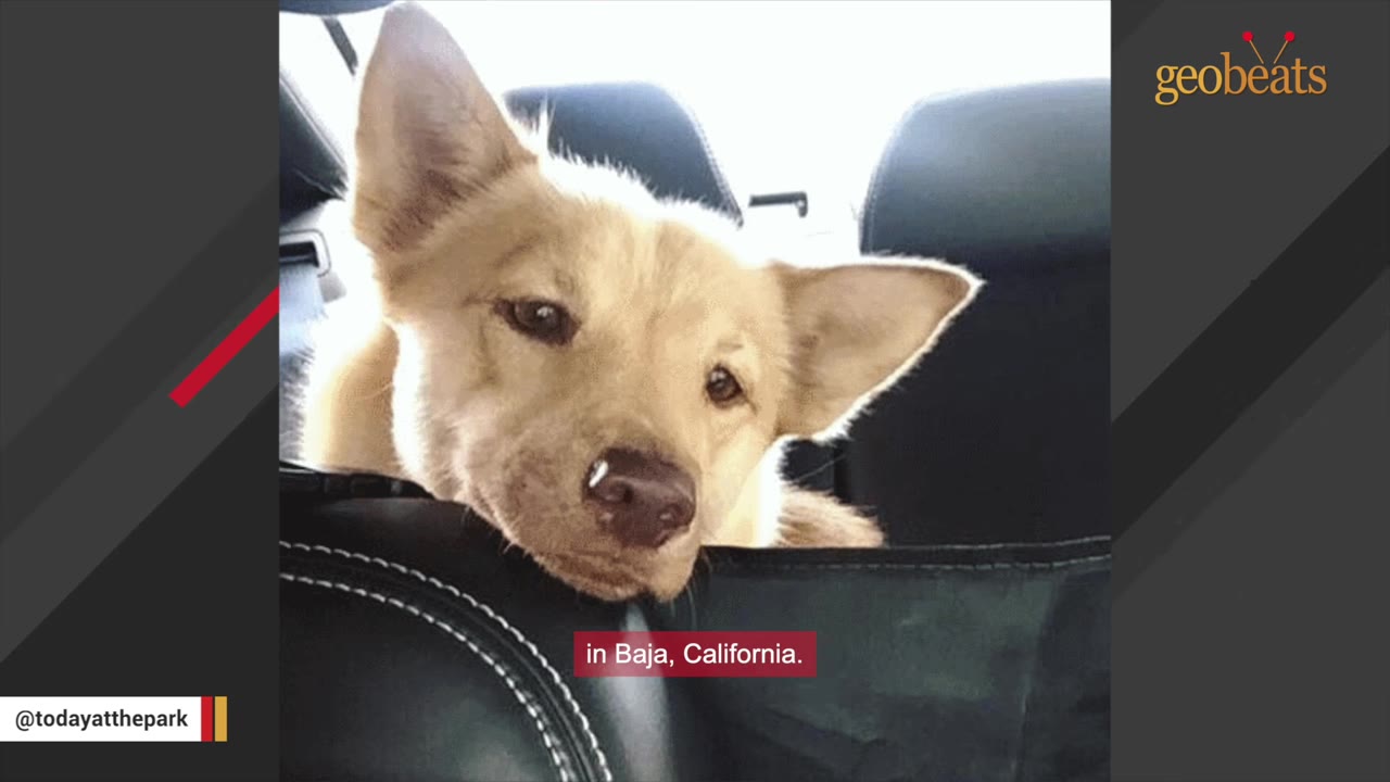 A close-up of a light blonde dog with pointed ears looking directly at the camera from the back seat of a vehicle.