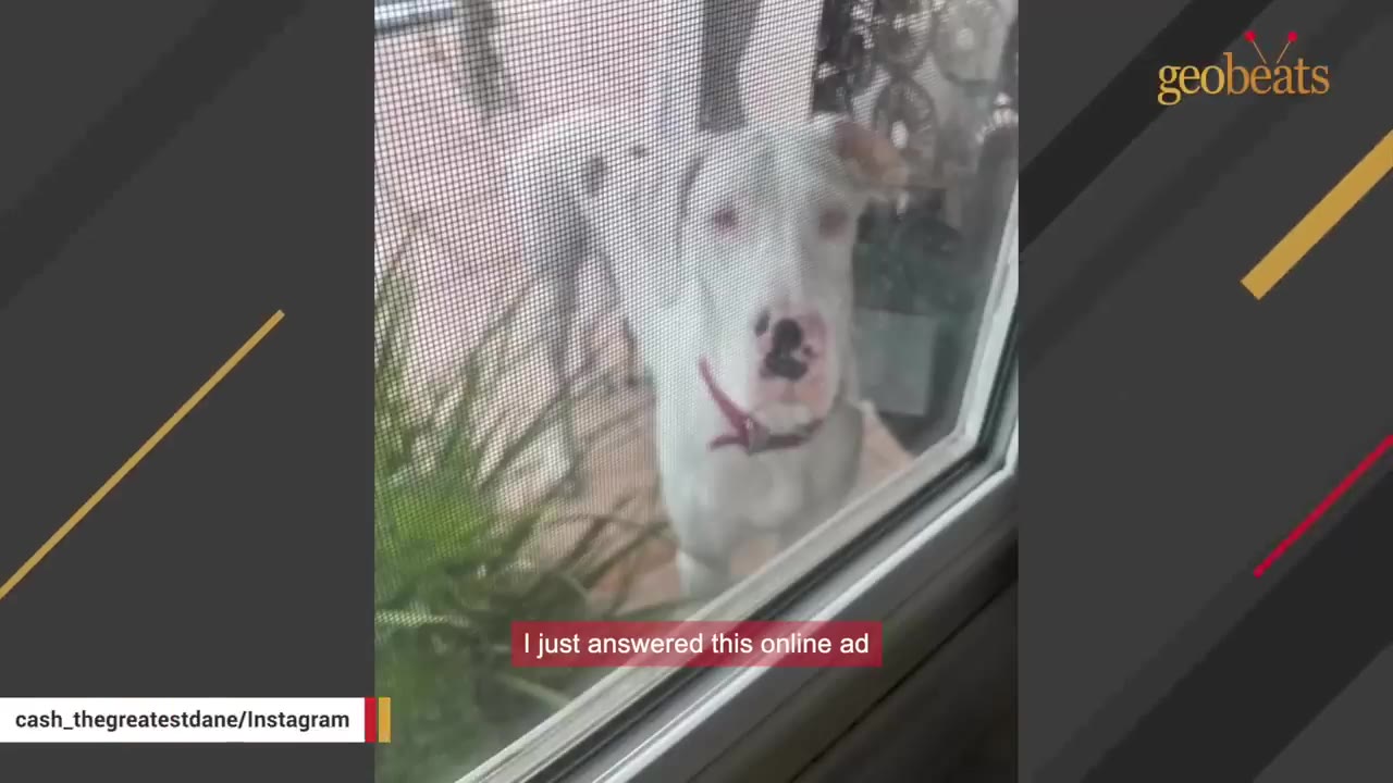 A white Great Dane looking through a screen door with a subtitle that reads 'I just answered this online ad'.