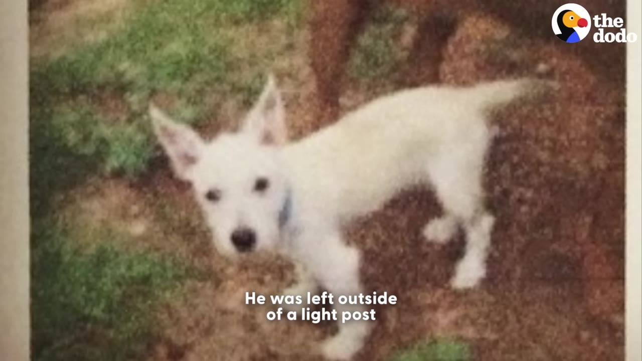 A vintage, slightly grainy photograph of a small white puppy standing outdoors on a patch of dirt and grass.