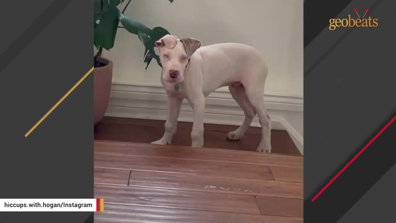 A young, white Great Dane puppy standing indoors on a wooden floor next to a potted plant.