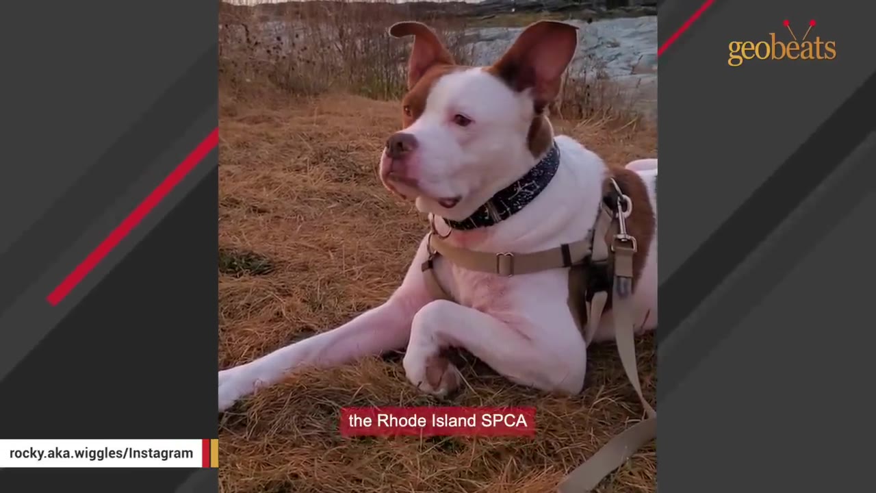 A brown and white dog with floppy ears wearing a harness lies on dry grass, looking off to the side.
