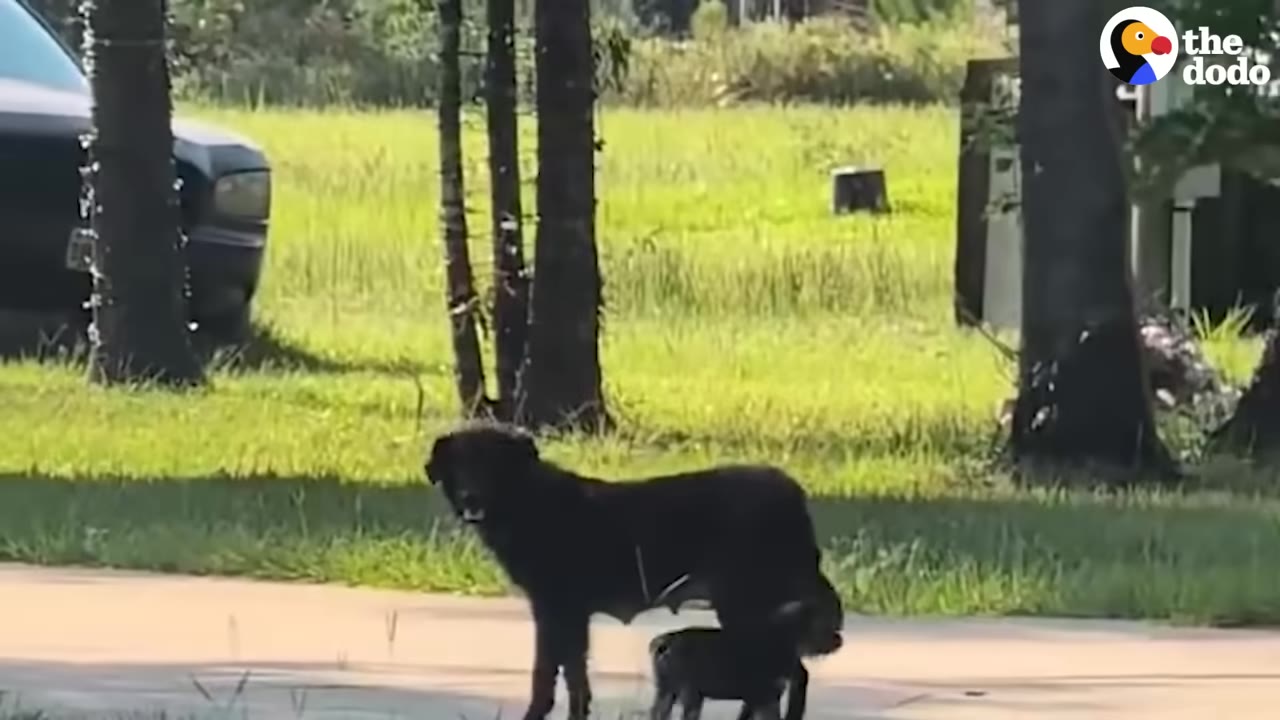 A black stray dog stands on a paved driveway near a grassy lawn with trees in the background.