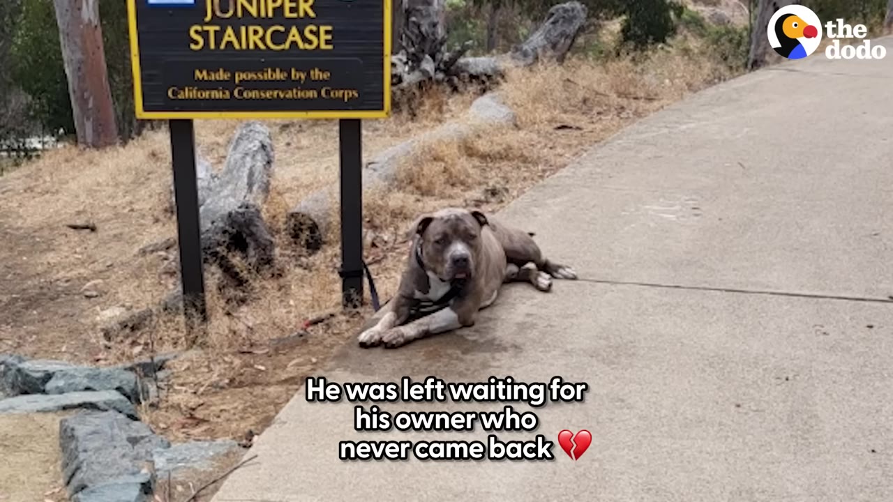 A large grey and white dog lies on a paved path next to a signpost for Juniper Staircase, tied to the post with a leash.