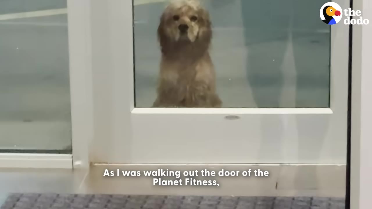 A fluffy, light brown dog sits outside a glass door, looking inside with a steady gaze.