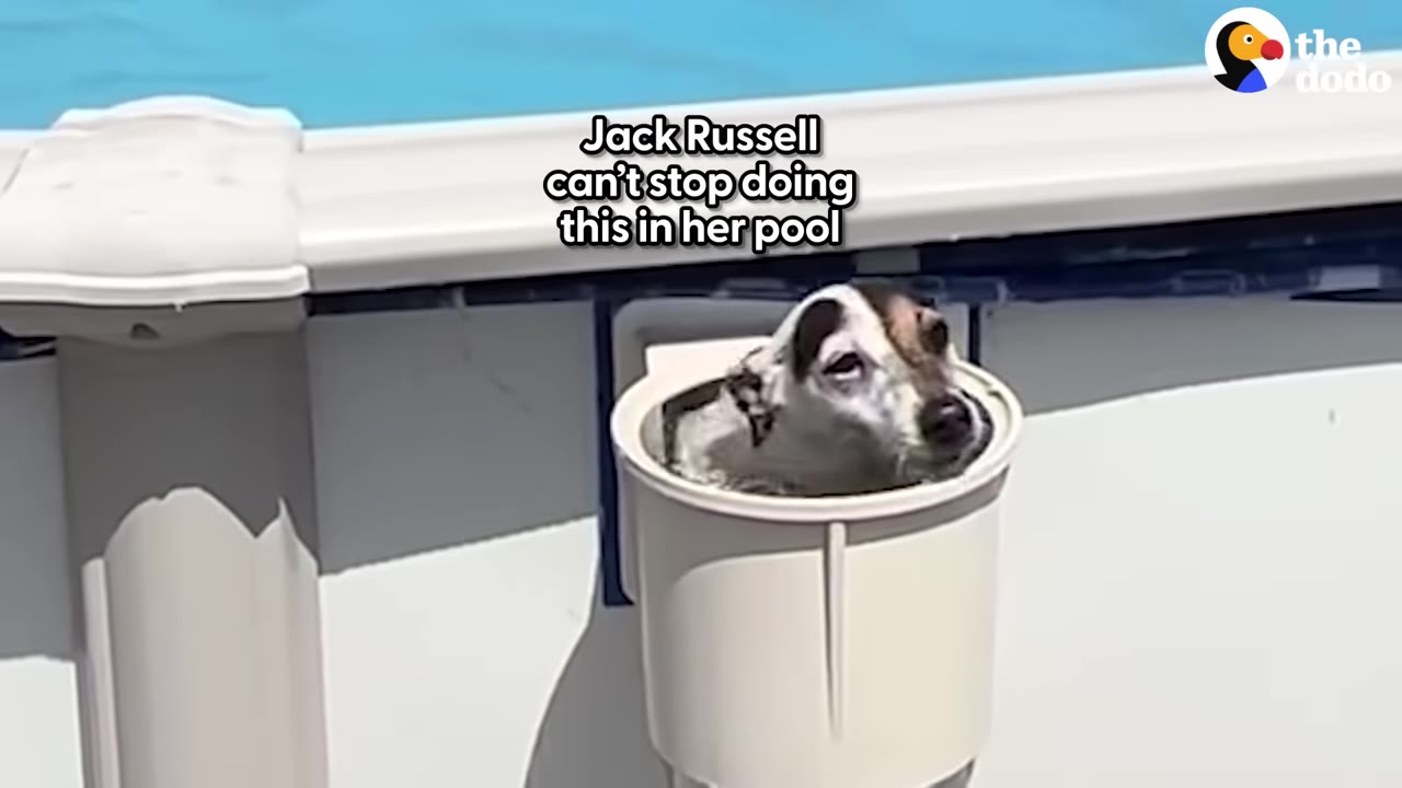 A small Jack Russell terrier sits inside a white pool skimmer basket, with its head poking out of the top.