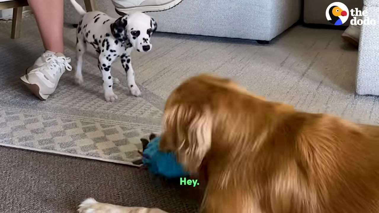 A golden retriever dog lies on a rug holding a blue toy, while a small Dalmatian puppy stands nearby watching.