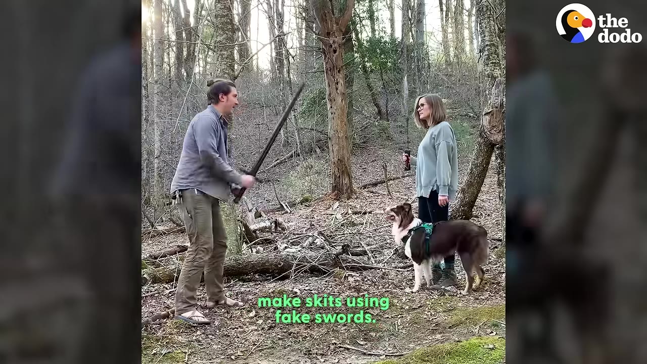 A brown and white dog wearing a green harness stands in a wooded area, looking up attentively at a man and a woman who are holding toy swords.