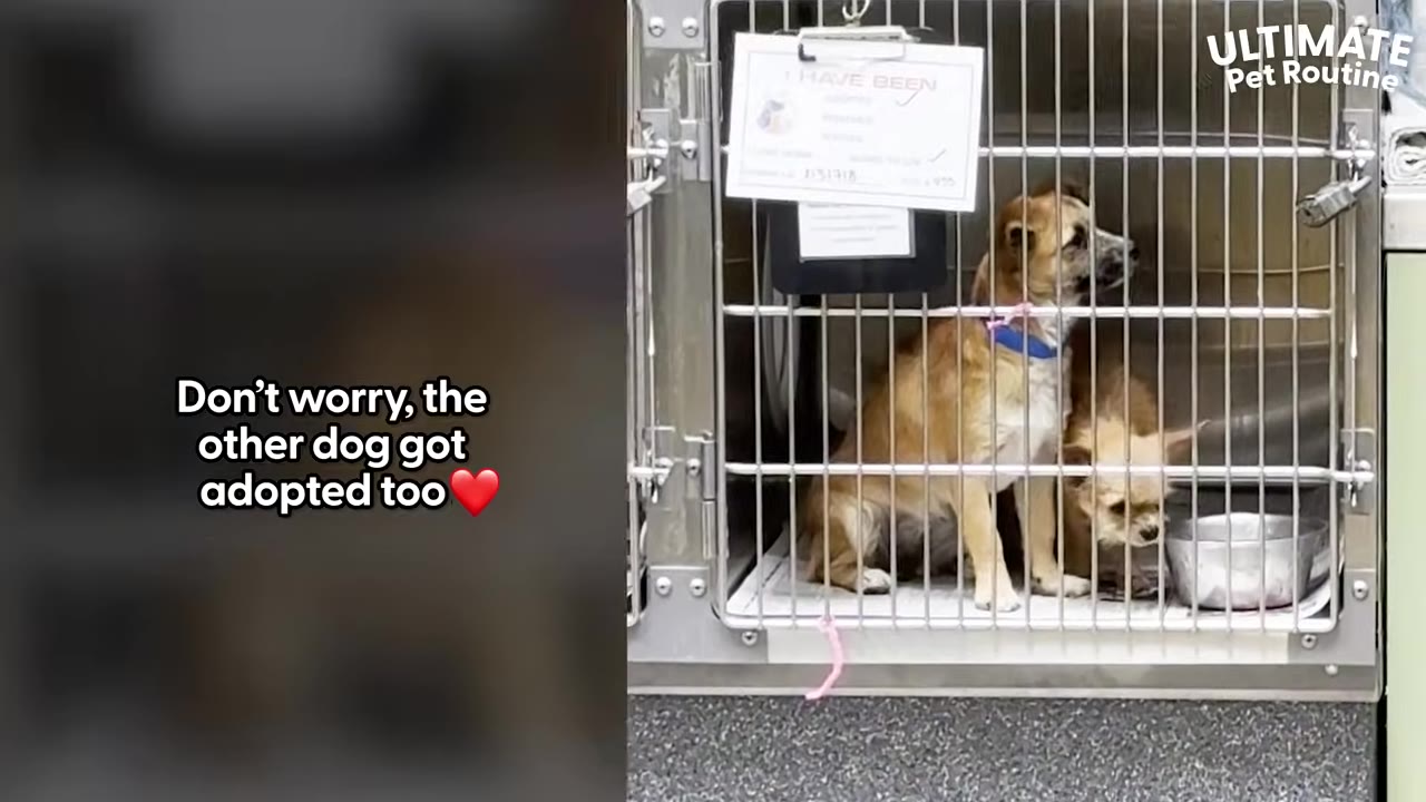 Two small brown dogs sitting inside a metal shelter cage with a sign hanging on the front.
