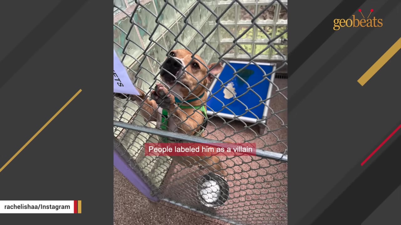 A brown dog wearing a green harness stands on its hind legs inside a chain-link shelter kennel, looking up with a hopeful expression. A red text overlay reads, 'People labeled him as a villain.'
