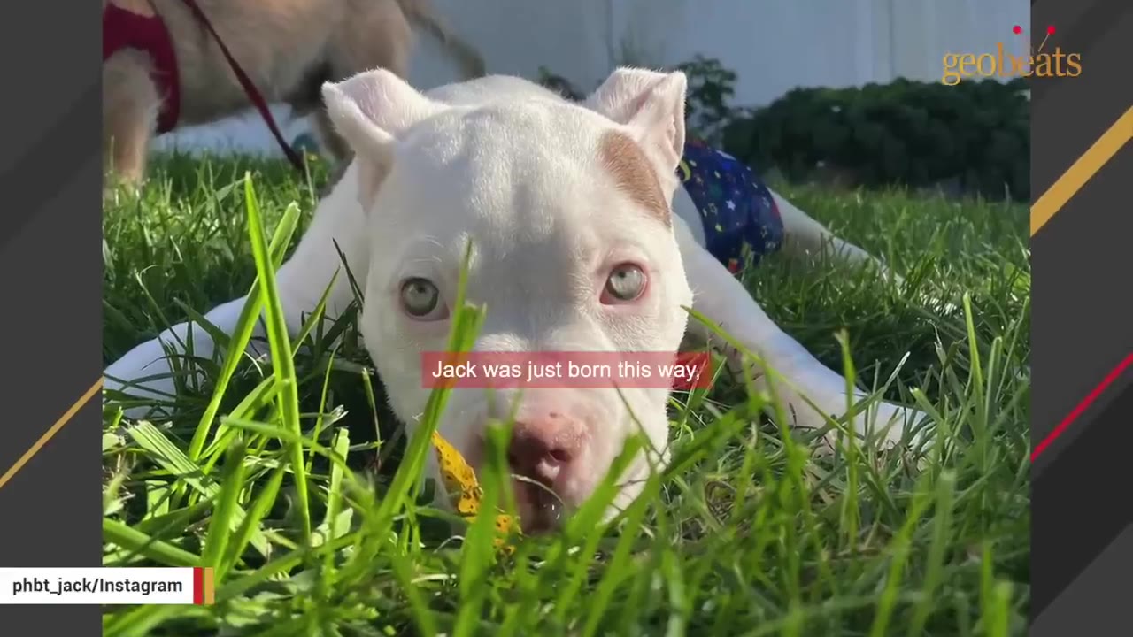 A white puppy with a brown patch over its left eye lies in the green grass, looking directly at the camera.