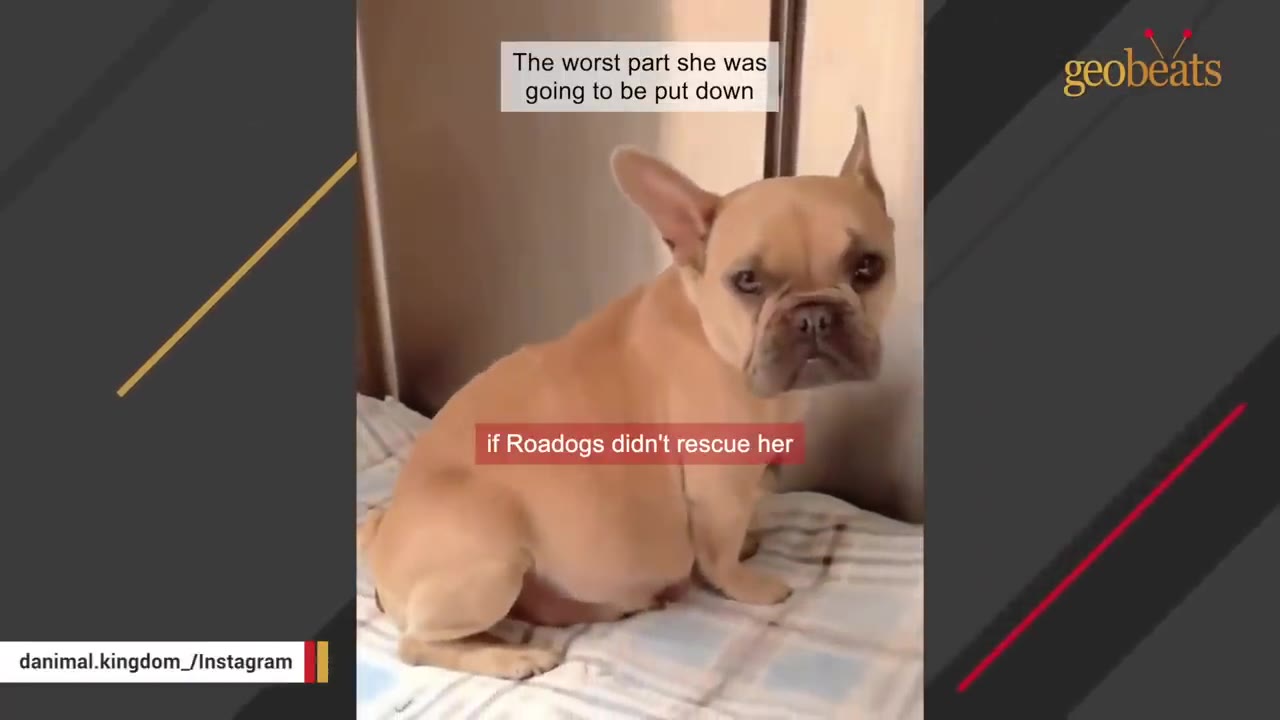 A pregnant light brown French Bulldog sitting on a blanket, looking towards the camera with a sad expression.