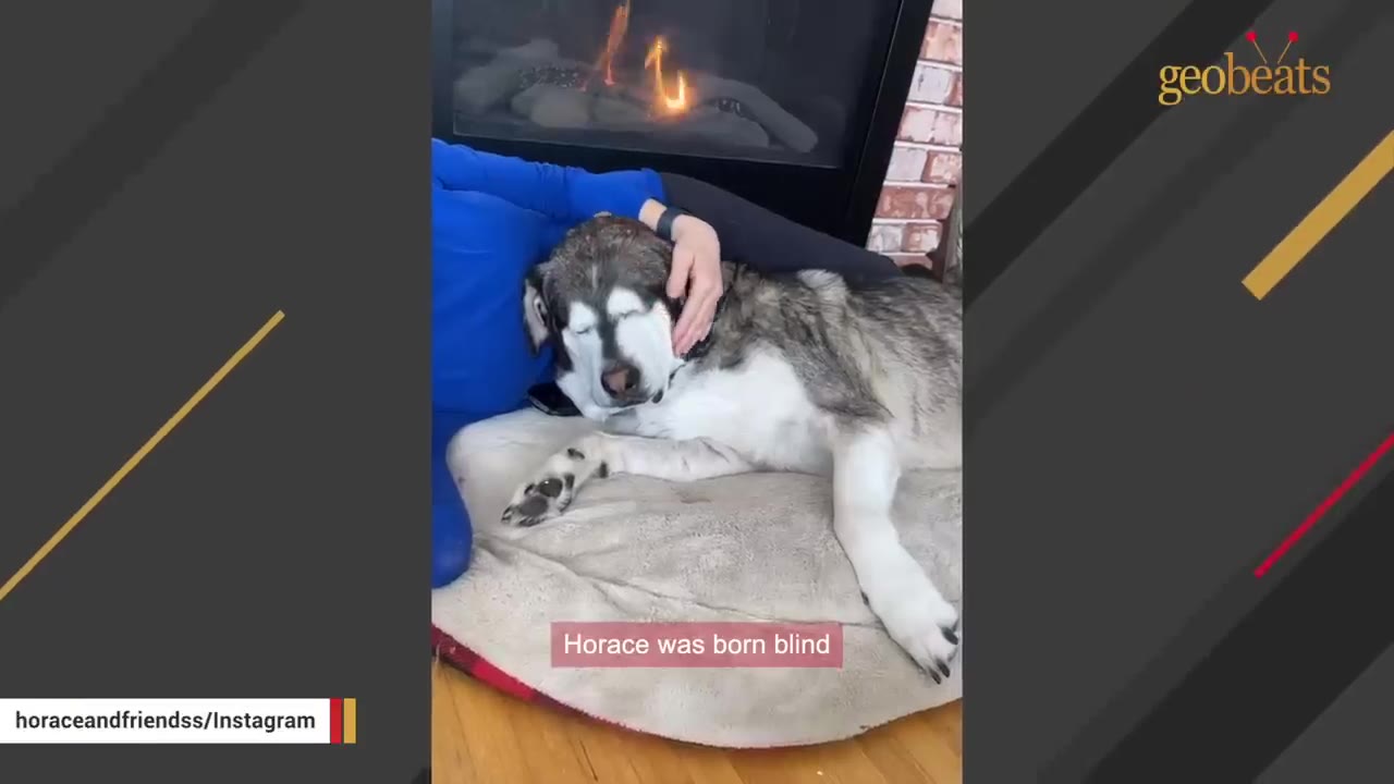 An Alaskan Malamute named Horace lies on a dog bed next to a person in blue, with a text overlay that reads 'Horace was born blind'.