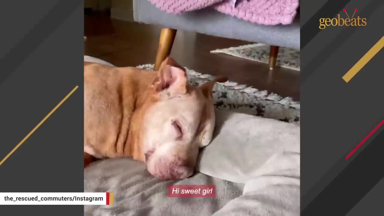 An elderly tan pit bull sleeping peacefully on a grey dog bed.