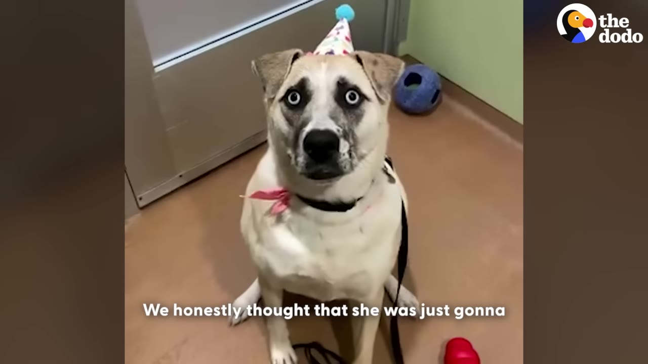 A light-colored dog with striking blue eyes sits on a shelter floor wearing a small, colorful birthday party hat.
