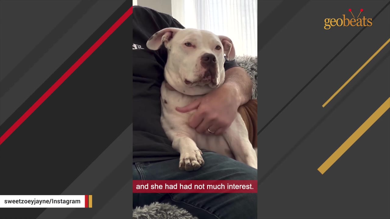 A white dog with brown spots sits calmly on a person's lap, looking forward with a gentle expression.