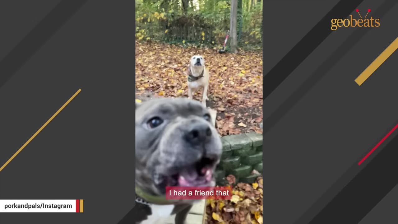 A close-up of a grey pit bull-type dog in the foreground with a tan dog standing behind it in a yard covered with autumn leaves.