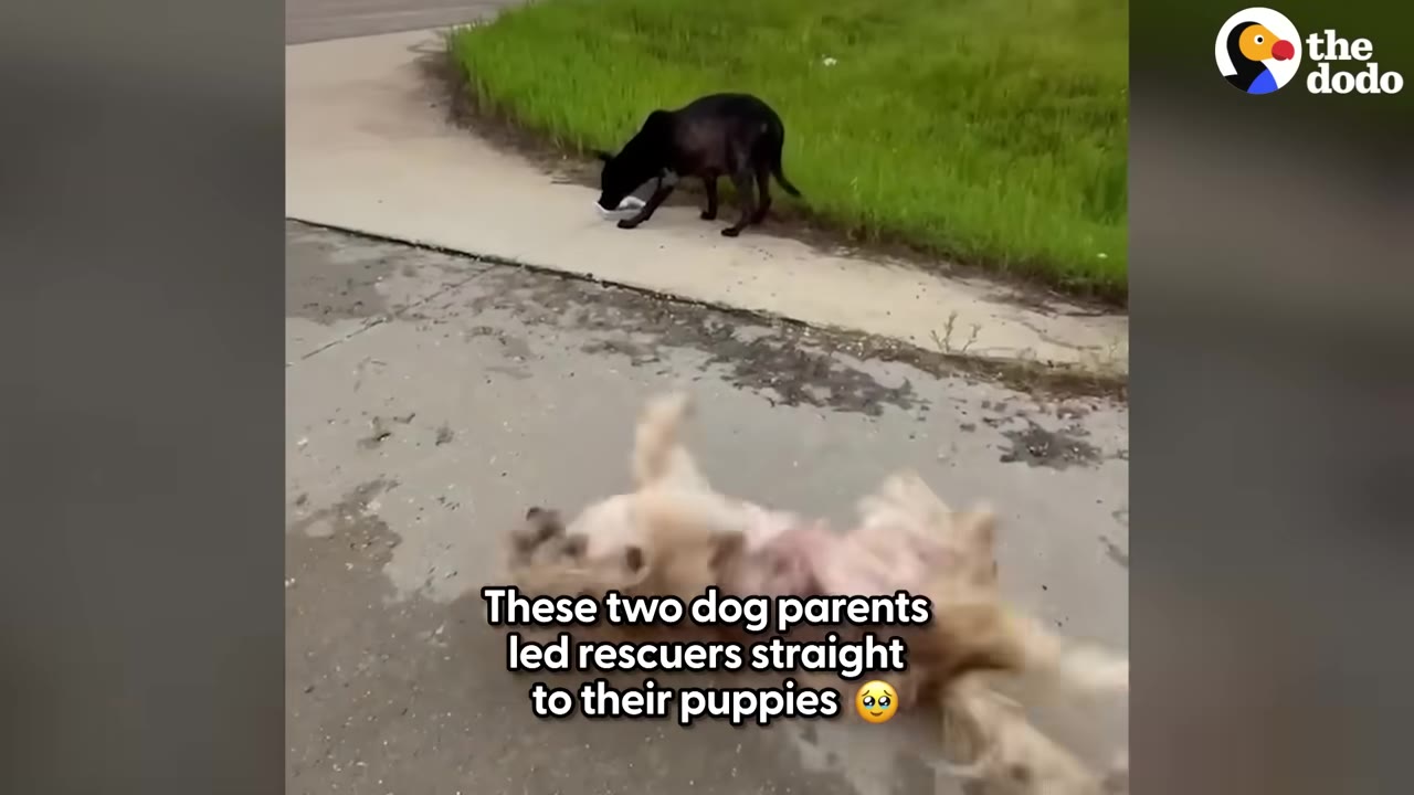 A black dog stands on a sidewalk next to a grassy area while a light-colored dog rolls on its back on the pavement.