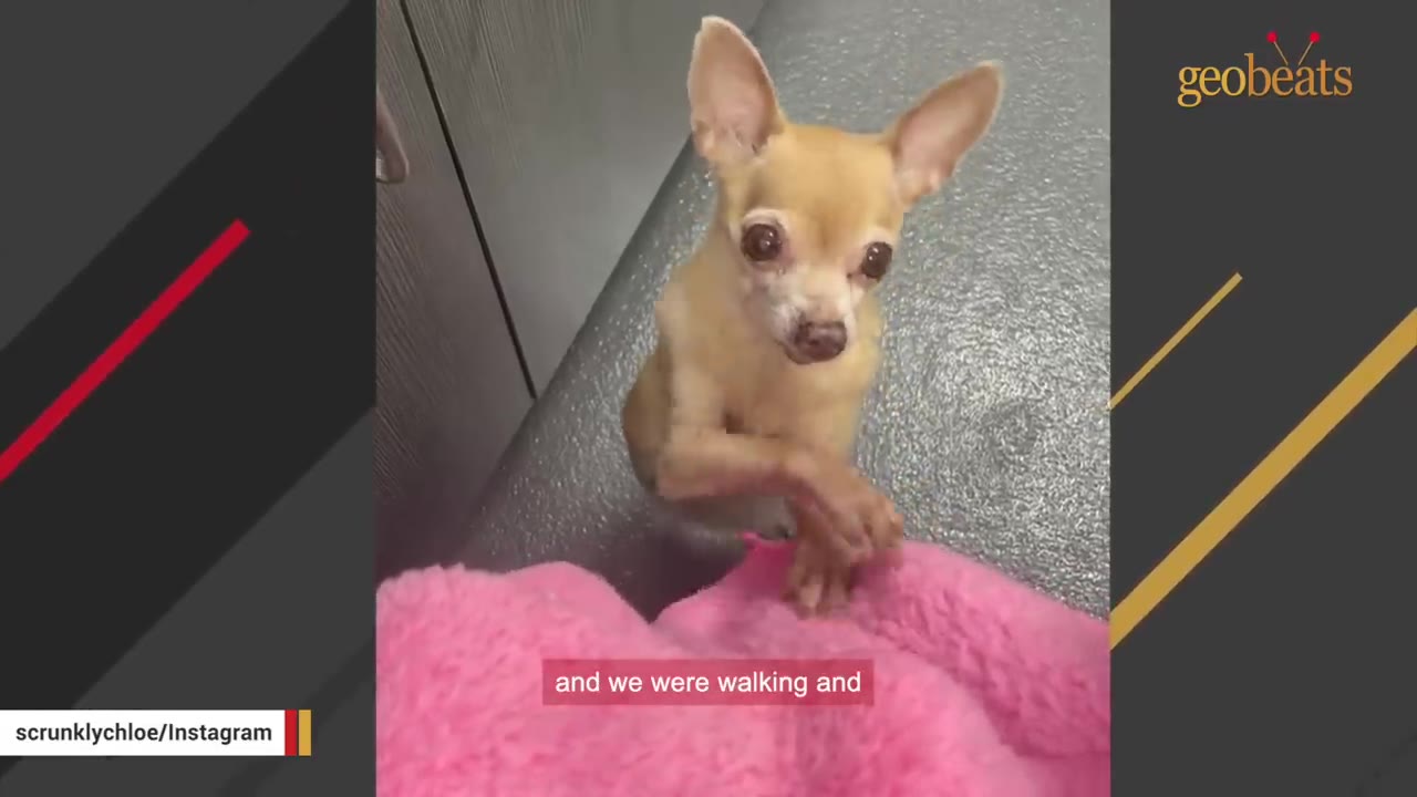 A small, light brown Chihuahua stands on its hind legs in a shelter kennel, looking up with large dark eyes near a pink blanket.