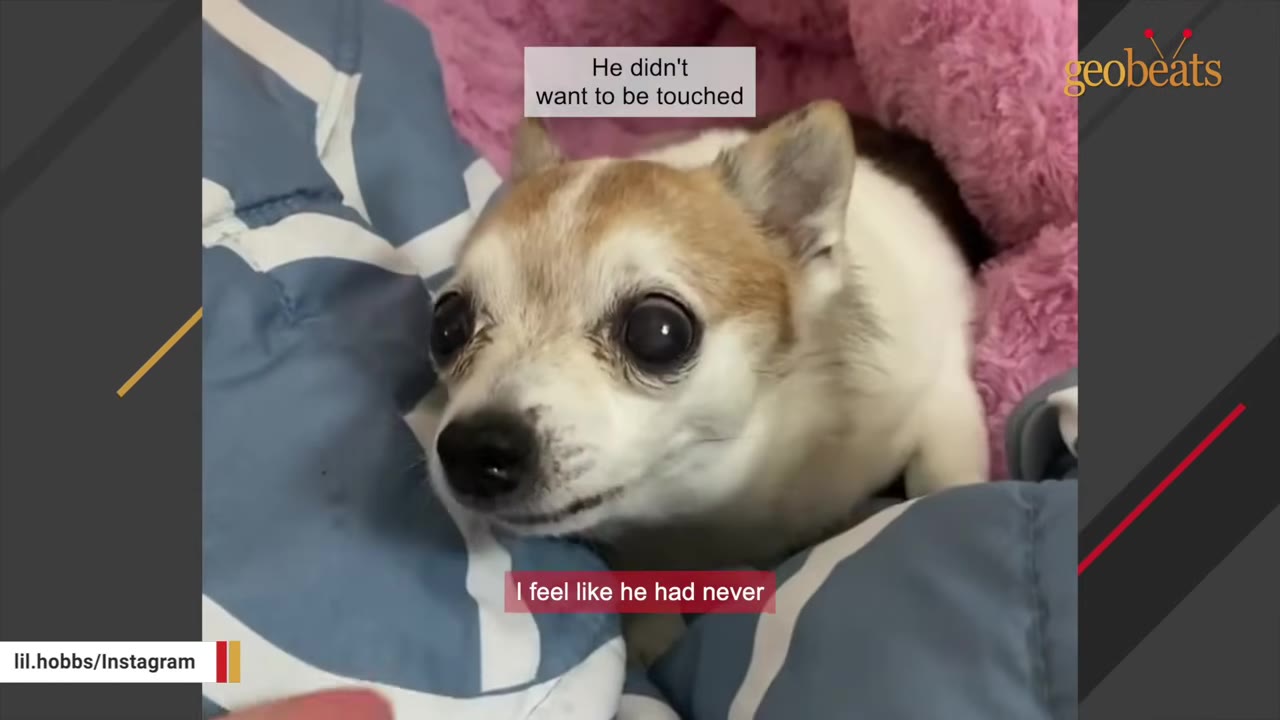 A small, senior tan and white Chihuahua looking up with wide, anxious eyes while nestled in blankets.