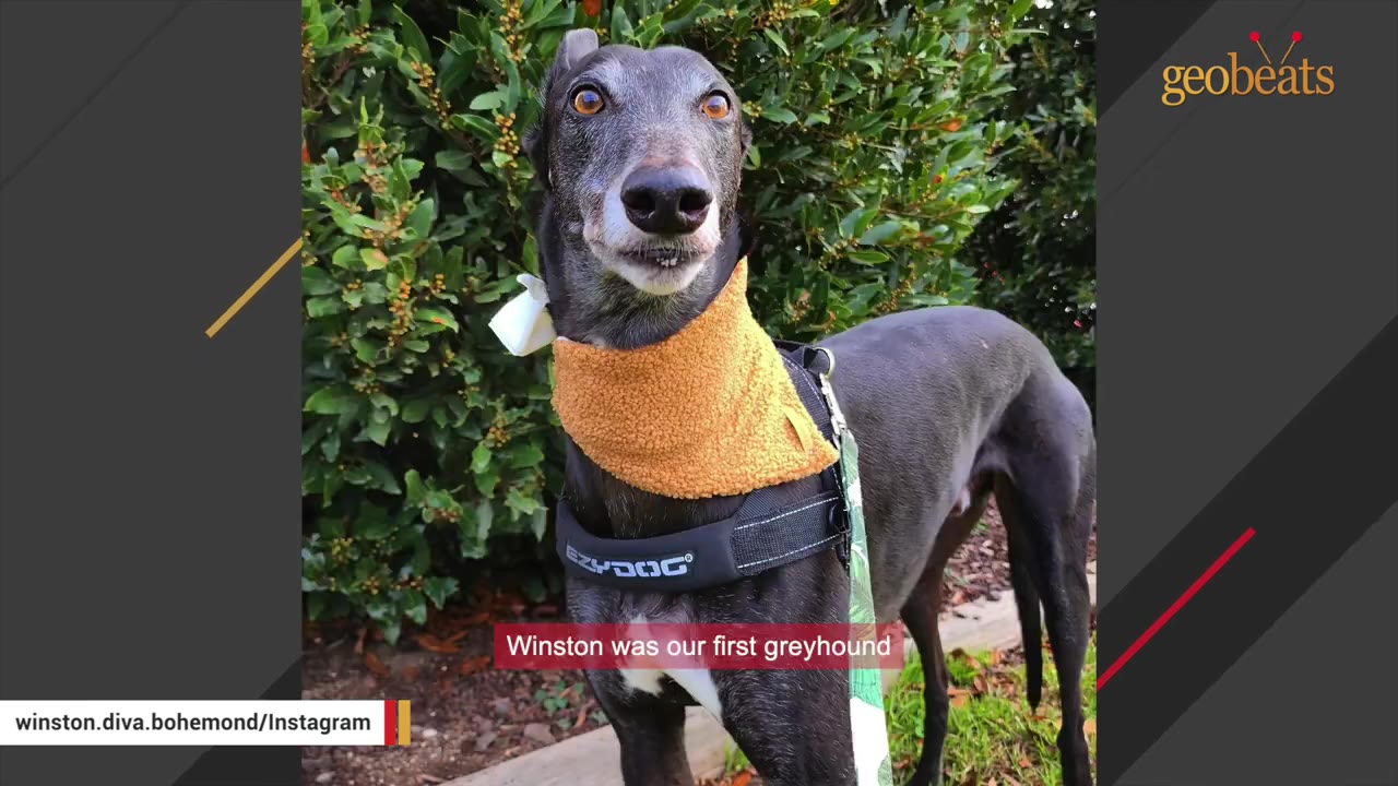 A black greyhound wearing a yellow bandana and a black harness stands outdoors in front of green bushes, looking directly at the camera.