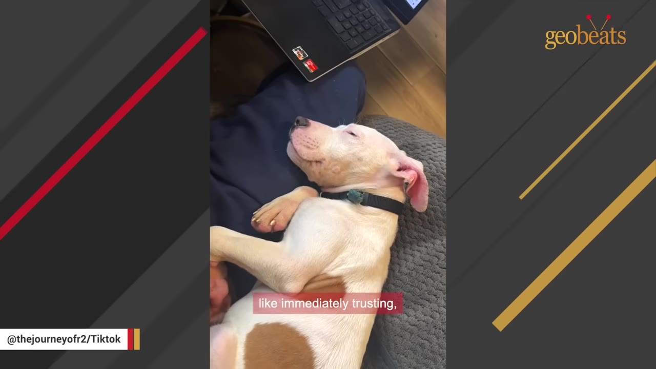 A light-colored puppy with brown patches lies on its back on a person's lap, looking up with a relaxed expression.