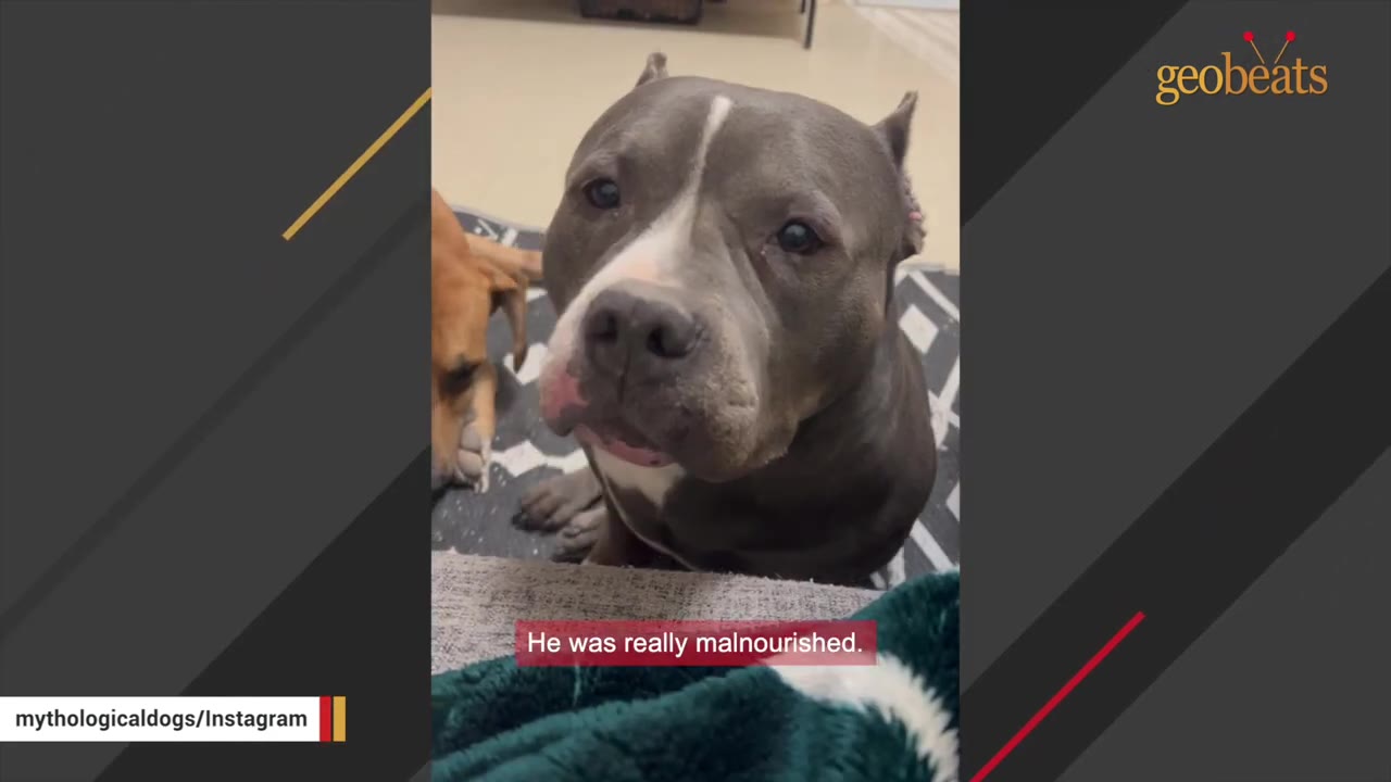 A close-up of a grey and white pit bull with sad eyes looking up towards the camera, with a brown dog partially visible in the background.