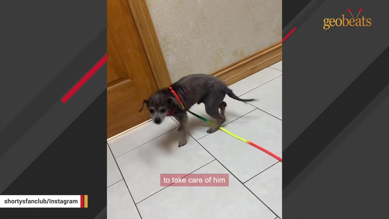 A small, senior grey dog with a red collar and colorful leash stands on a tiled floor, looking up with a timid expression.