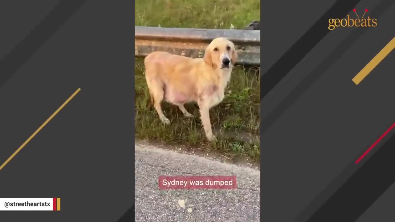 A golden retriever stands alone on the grassy shoulder of a road next to a metal guardrail.