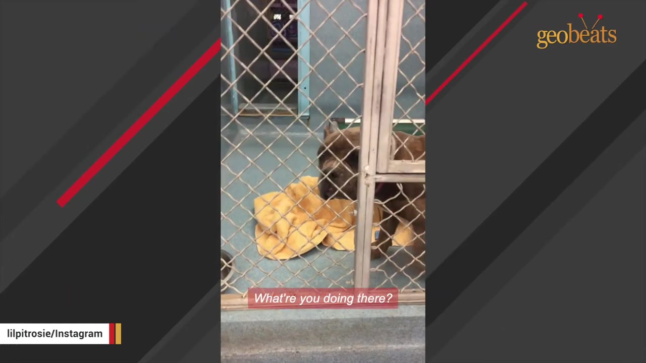 A brindle dog stands behind a chain-link kennel gate in an animal shelter next to a yellow blanket.