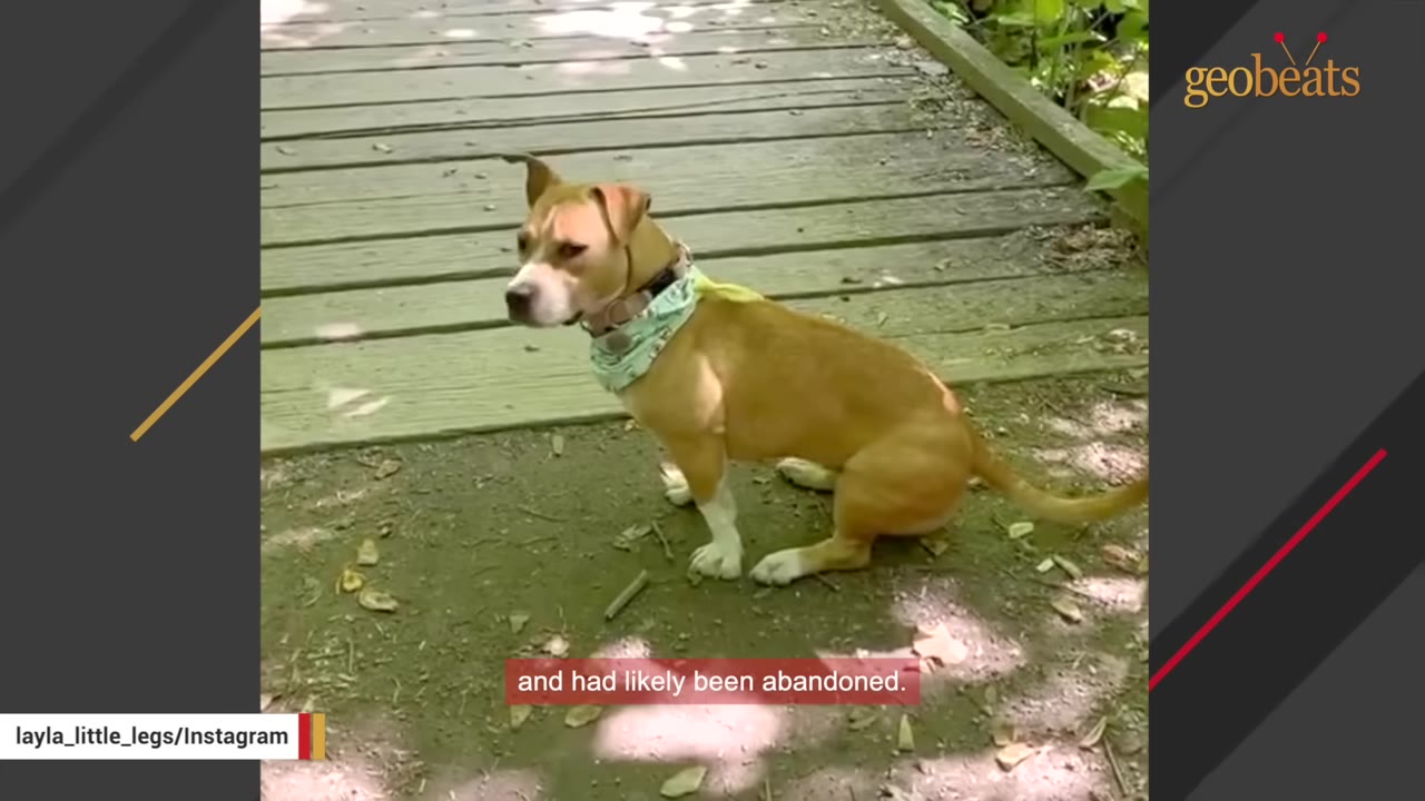 A tan and white dog with short legs and a light green bandana sits on a dirt path next to a wooden boardwalk, looking off to the side.